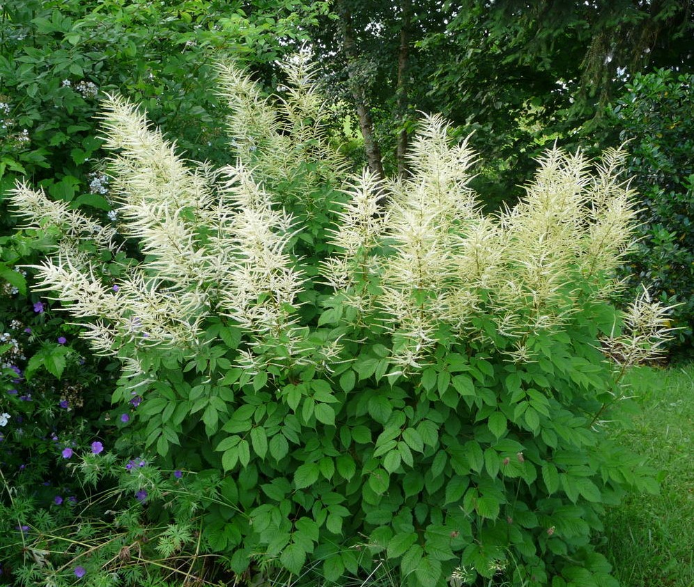 Aruncus sinensis 'Zweiweltenkind'